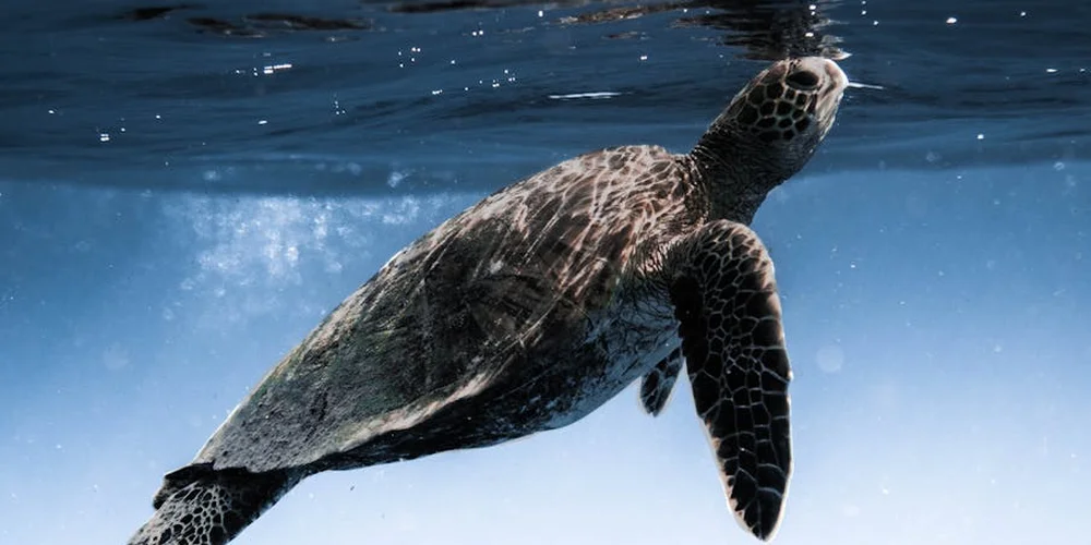 Sea turtle swimming underwater with paddle-like front flippers, highlighting limb adaptations.