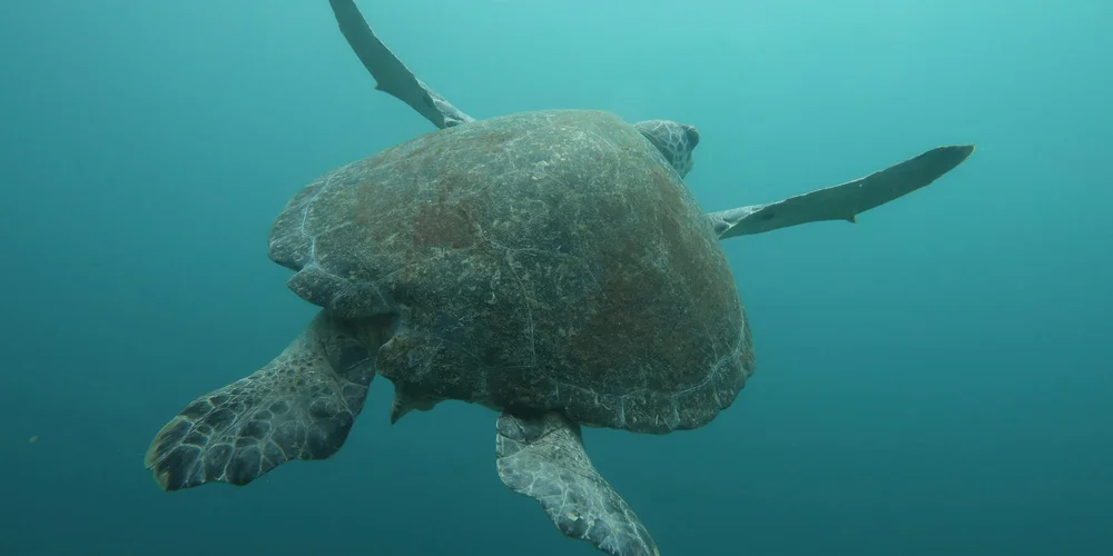 Sea turtle swimming underwater with its hard shell visible.