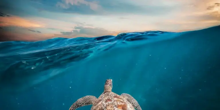 Sea turtle swimming underwater near the surface with sunlight filtering through blue water.