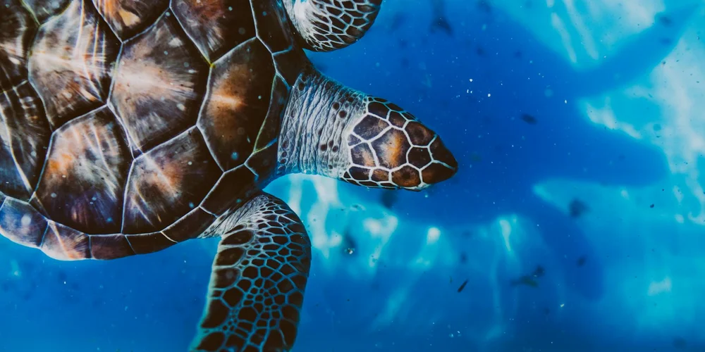 Close-up of a turtle swimming underwater among blue water