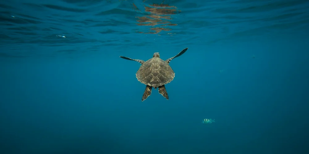 Do Turtles Need Nighttime Heat? Temperature Management Guide