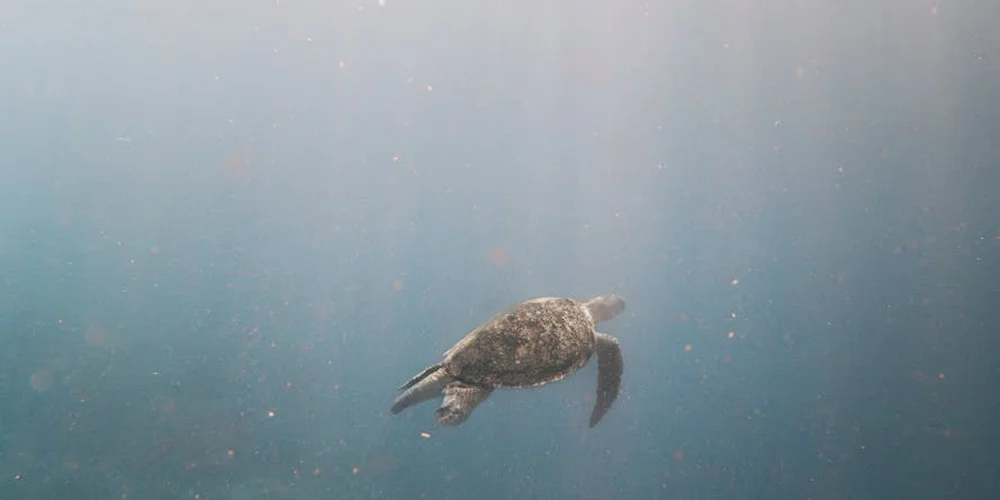 An underwater shot of a solitary turtle swimming, with light filtering from above.
