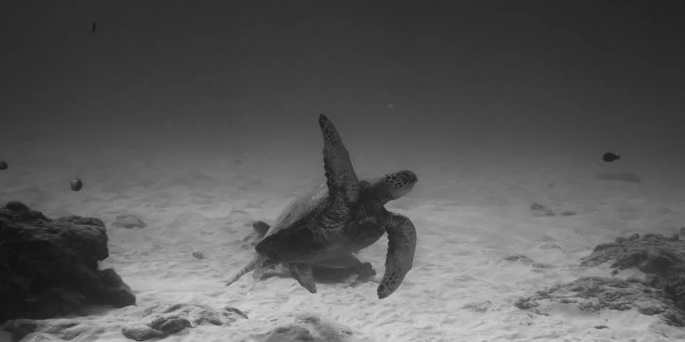 Underwater grayscale image of a turtle swimming near the sandy tank bottom with rocks in the background.