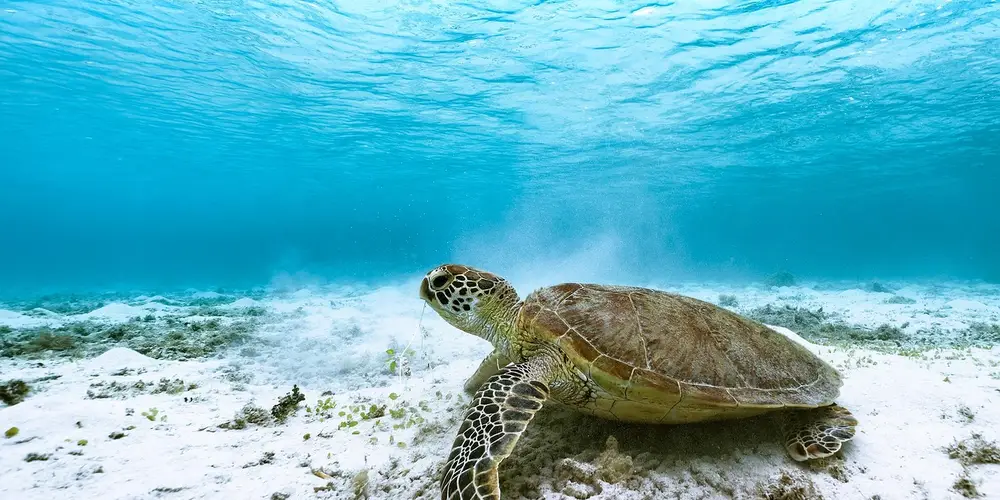 Sea turtle swimming underwater near the sandy seabed, illustrating a calm feeding routine.