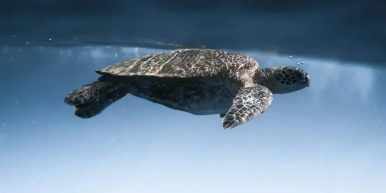 Sea turtle swimming underwater, representing Kemp's ridley and olive ridley sea turtles