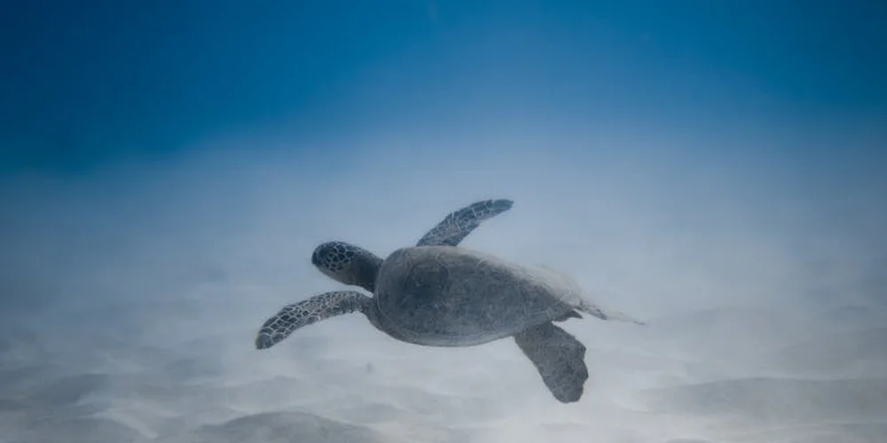 Sea turtle swimming underwater, flippers extended, in clear blue water