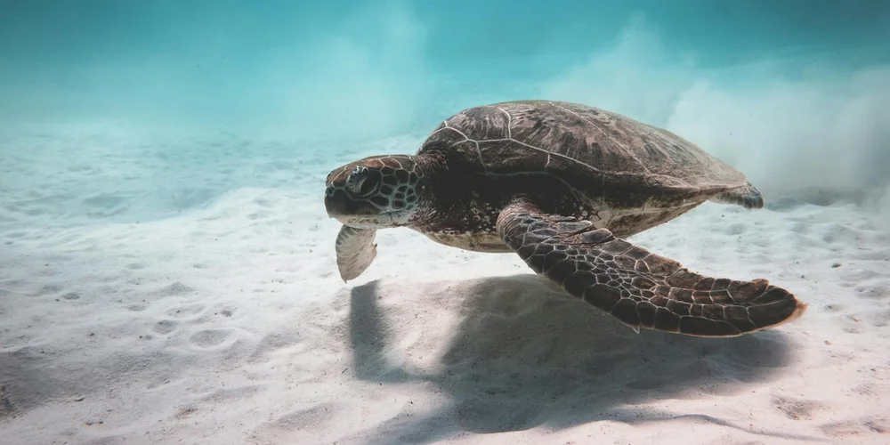Sea turtle swimming above a sandy seabed underwater