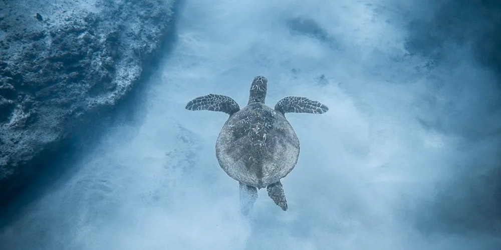 Sea turtle swimming underwater in clear blue water near a rocky wall.