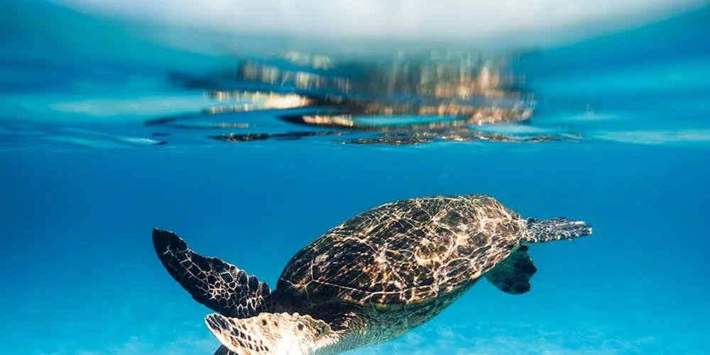 Sea turtle swimming underwater near the surface in clear blue water.