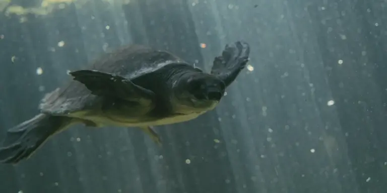 Turtle swimming underwater, viewed from the side, with bubbles and light shafts in the water.