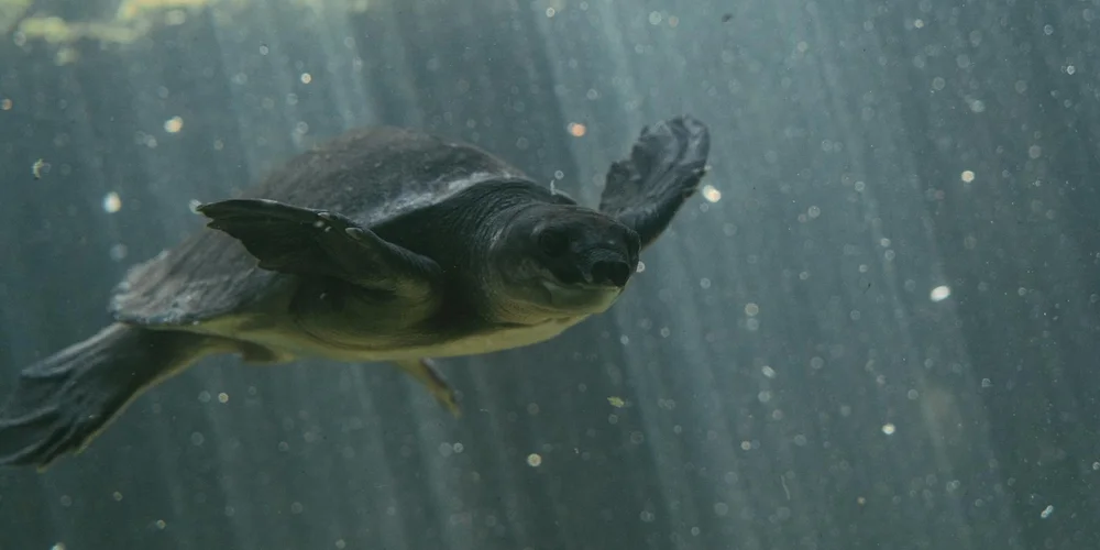 What Sounds Do Turtles Make? A Guide to Their Vocalizations
