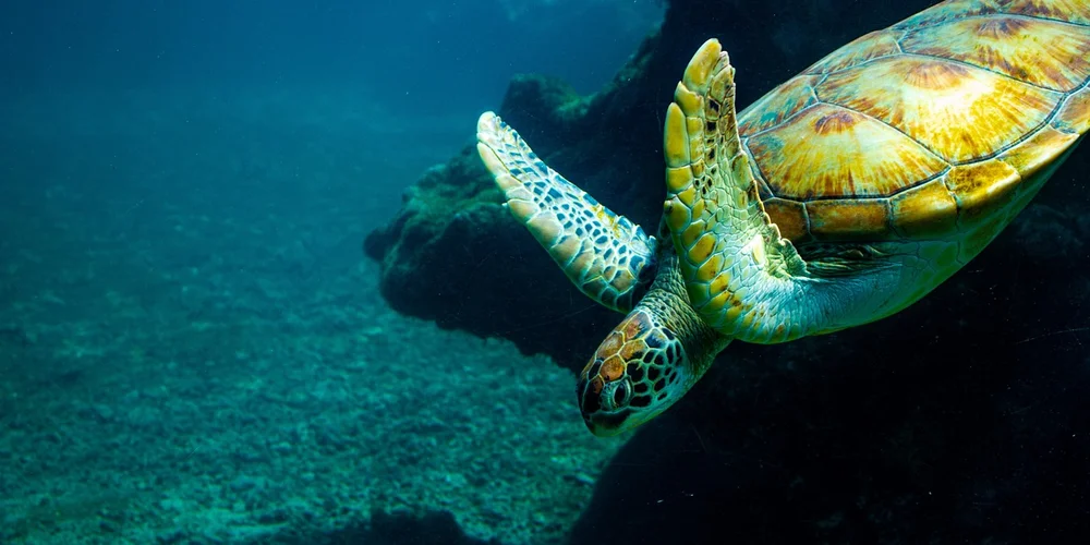 DIY Turtle Tank Filtration: Build a Sump System for Crystal Clear Water