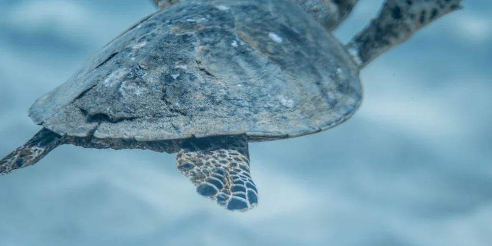 Close-up of a turtle swimming underwater, showing its shell and flipper against blue water.