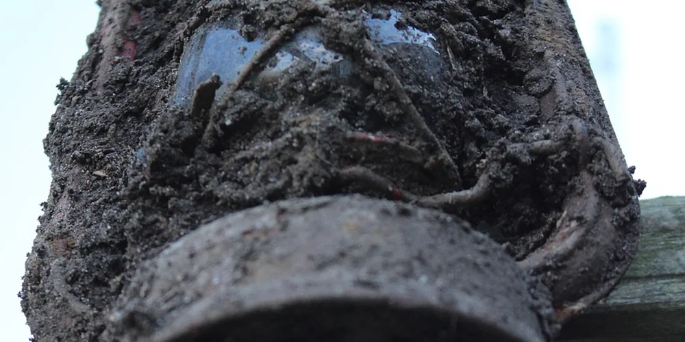 Close-up of a muddy turtle shell partially obscured by dirt.