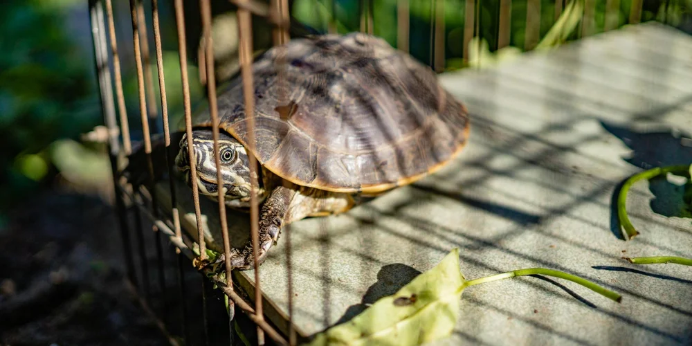 A turtle inside a small metal cage on a sunlit concrete surface, with shadows from bars and some greenery nearby.