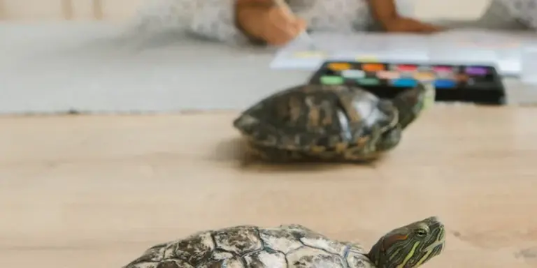 A turtle sits on a wooden examination table with a blurred person in the background, suggesting a veterinary consultation.