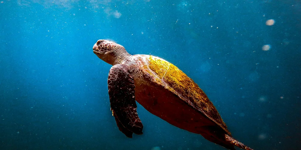 Sea turtle swimming underwater in clear blue water