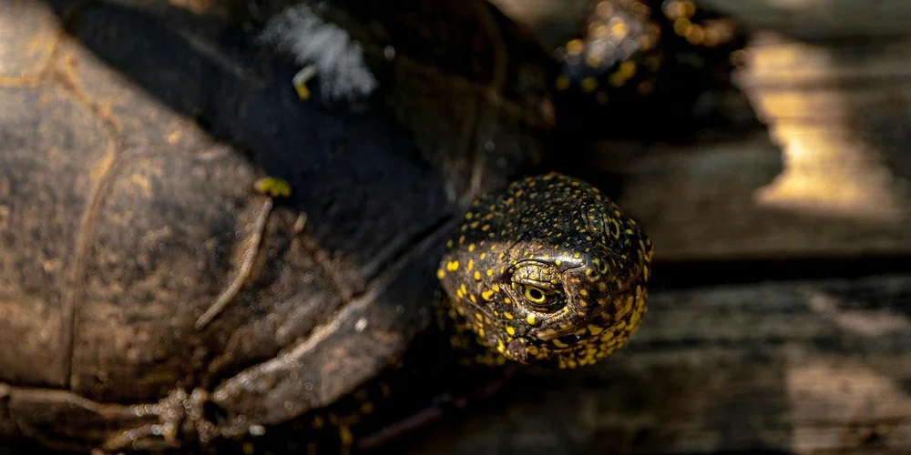 Close-up of a small, yellow-speckled turtle peeking from its wooden enclosure.