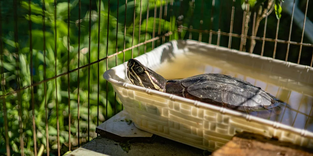 A turtle resting in a shallow plastic tub outdoors, with green foliage and a wire enclosure in the background