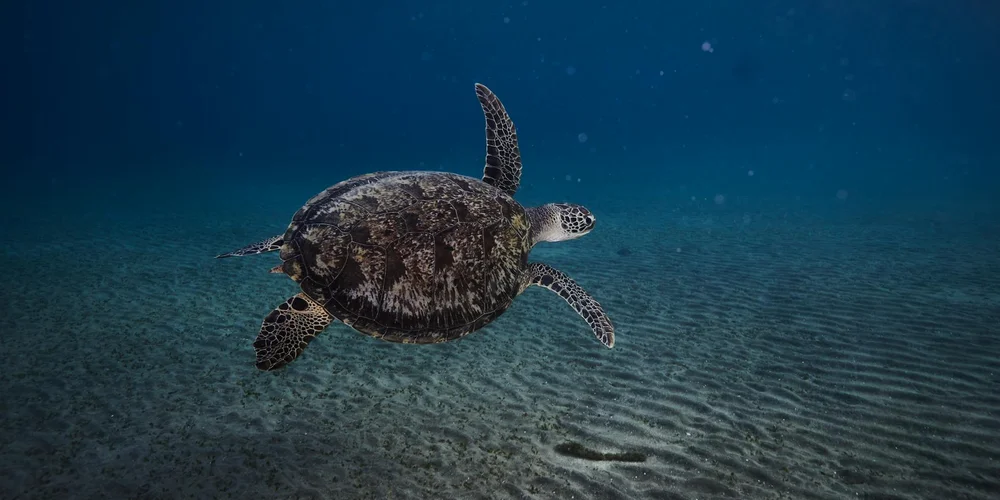 Sea turtle swimming underwater over a sandy seabed, with blue water above.