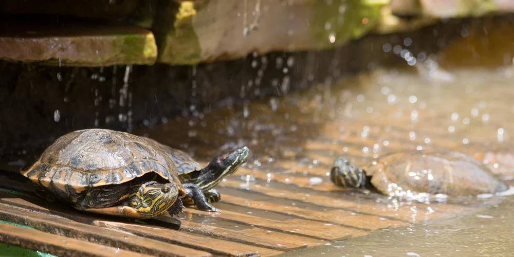 Two turtles perched on a wooden railing by a shallow pool, with water droplets splashing as one stretches forward.