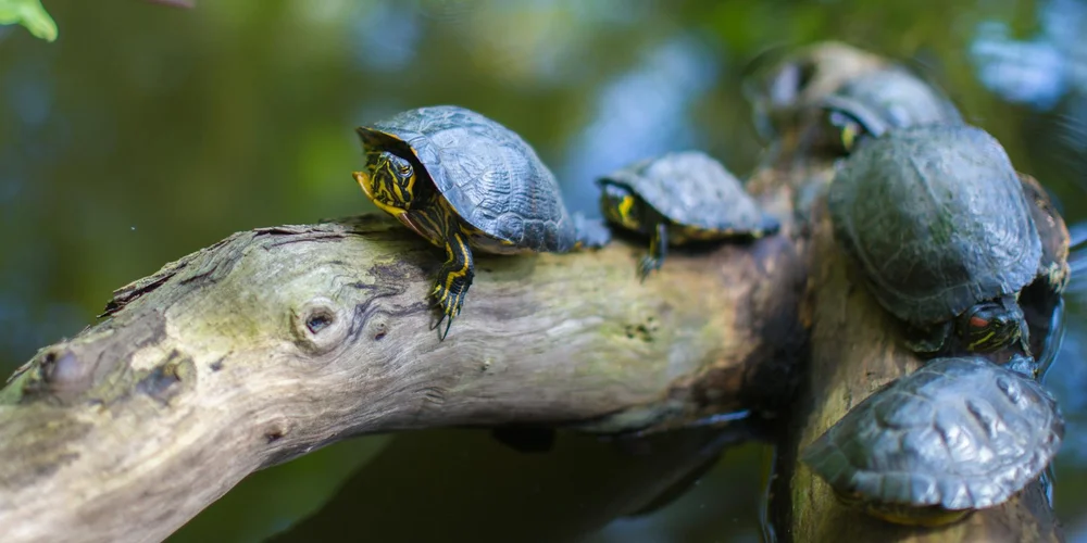 Brumation vs. Hibernation in Turtles: What’s the Difference?