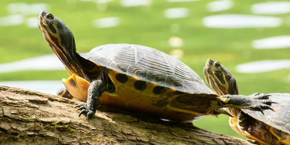 Two turtles basking on a sunlit log above a pond