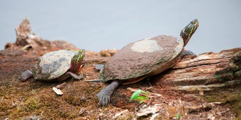 Two aquatic turtles bask on a sunlit log near a body of water; a larger adult turtle sits forward while a smaller juvenile rests behind, both with dry, sunlit shells.