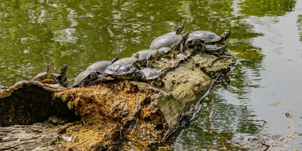 A group of aquatic turtles basking on a sun-warmed log protruding from a pond.
