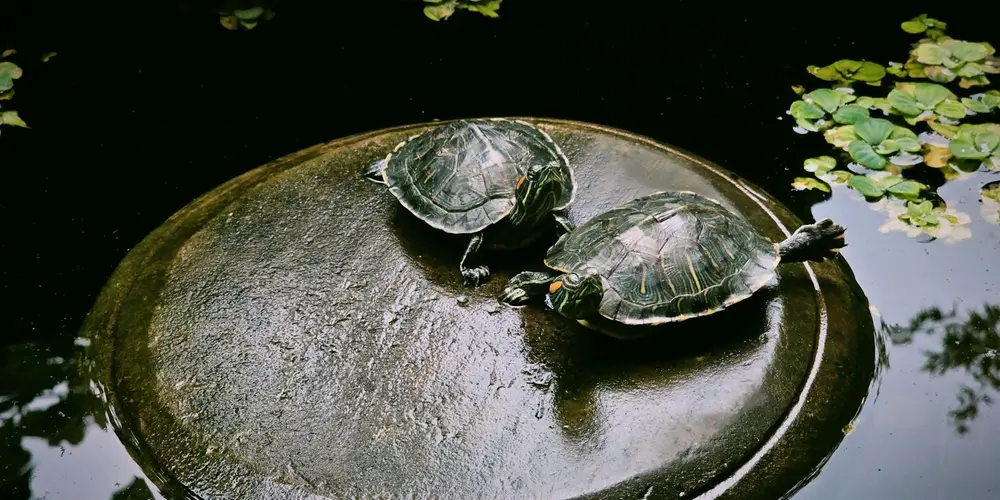 Two freshwater turtles bask on a round platform in a dark pond, with water and plant life surrounding them.