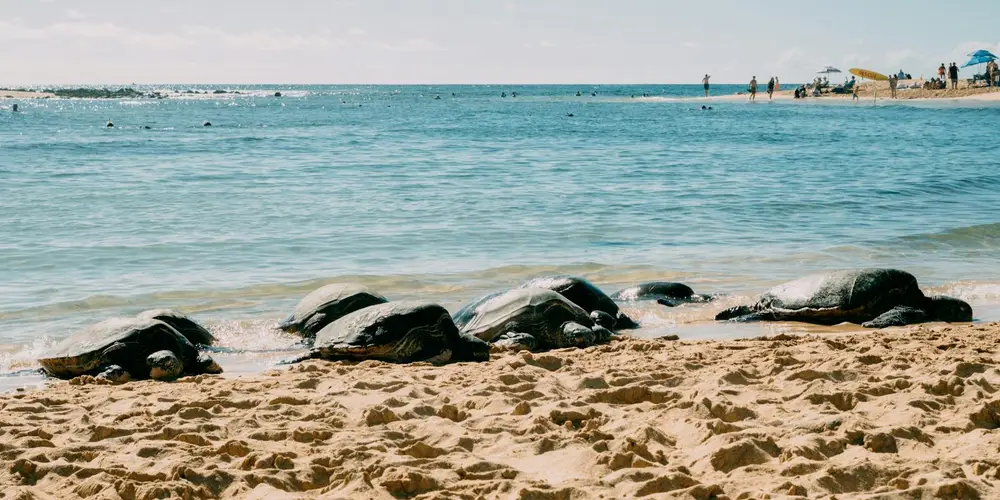 Several sea turtles resting on a sandy beach with a calm blue ocean and distant shoreline in the background.