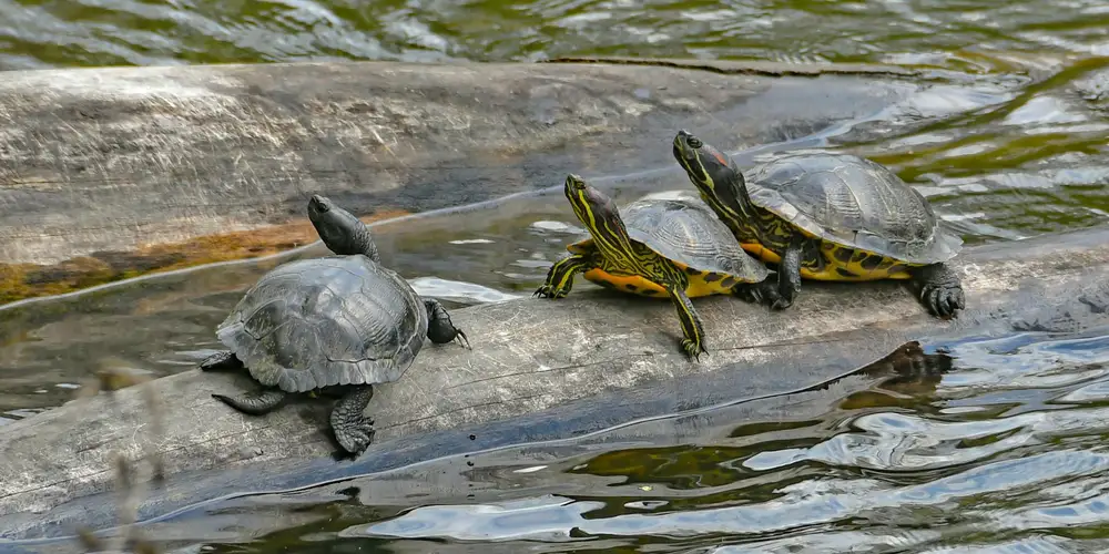 Three red-eared slider turtles basking on smooth rocks at the edge of a pond with calm water nearby.