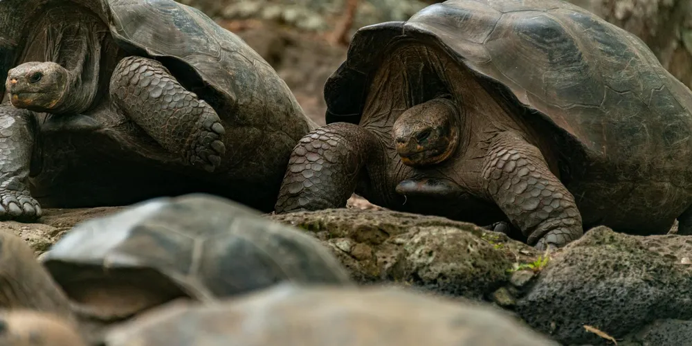Two large tortoises resting on a rocky, mossy surface
