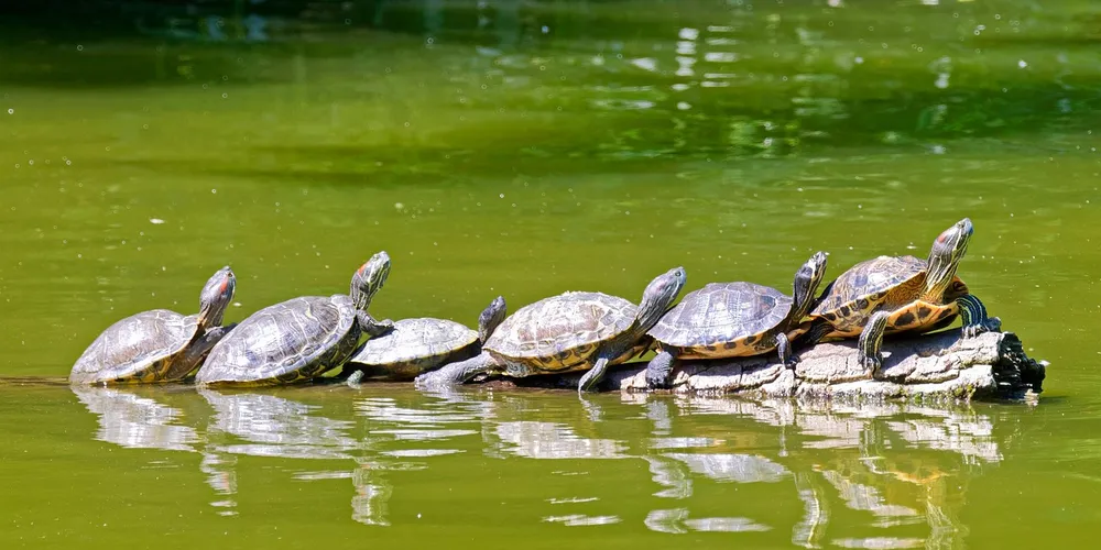 Several small turtles lined up on a sunlit rock in a calm pond, basking together.