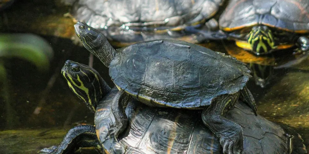 Two freshwater turtles basking in a glass aquarium, stacked on a rock.