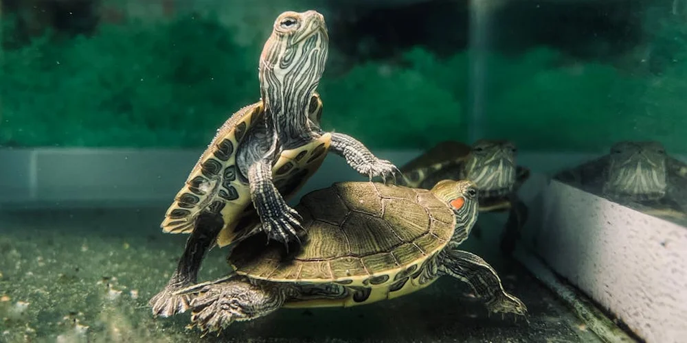 Two pet turtles in an aquarium, one perched on the other's shell, with a green background.