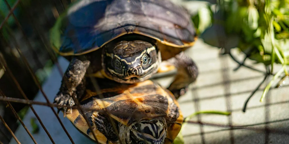 Do Turtles Get Lonely? Understanding Their Social World