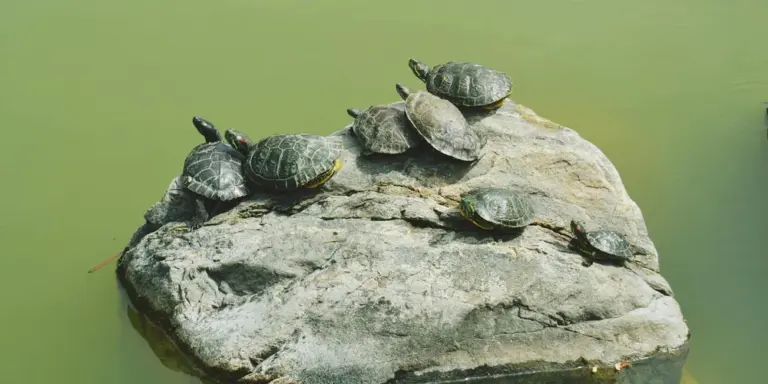 Several turtles perched on a sun-warmed rock in a greenish pond.
