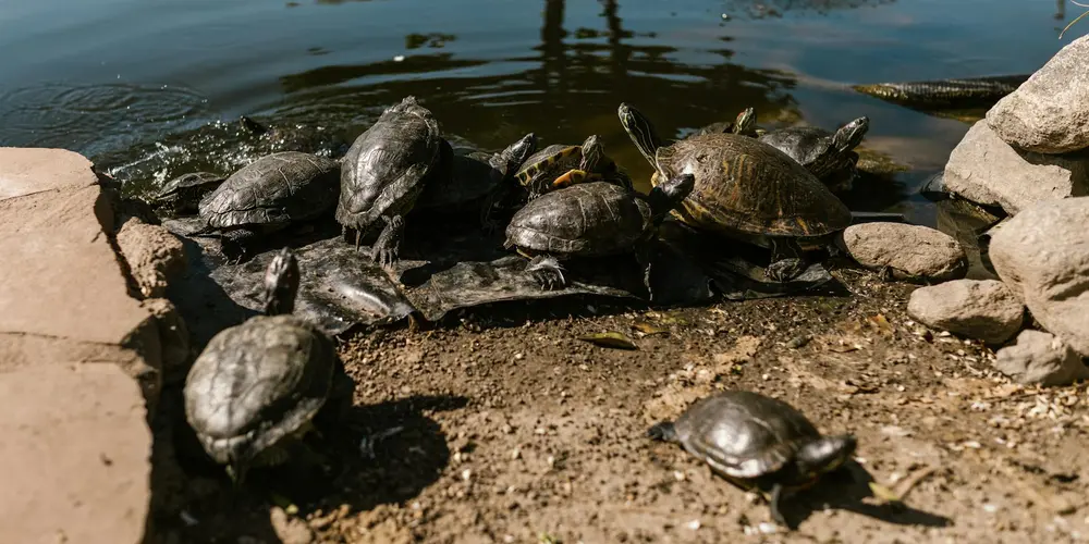 Turtles gathered along a lakeshore, resting on rocks and sand by the water.