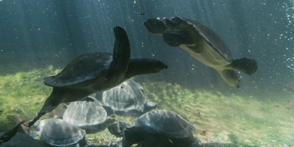 Two sea turtles swimming underwater with sunlight filtering through and a rocky seabed in the background.