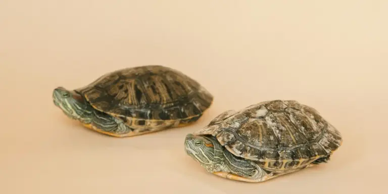 Two sea turtles on a light tan background, swimming side by side.
