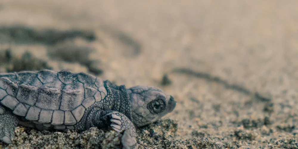 Close-up of a juvenile aquatic turtle resting on sandy substrate, showing a patterned shell and small limbs.