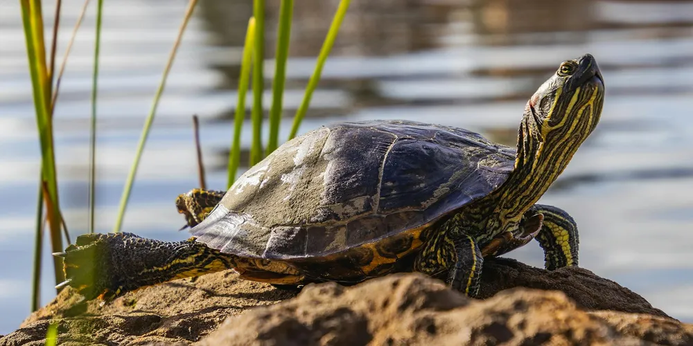 Pet water turtle basking on a rocky platform by the water with reeds in the background