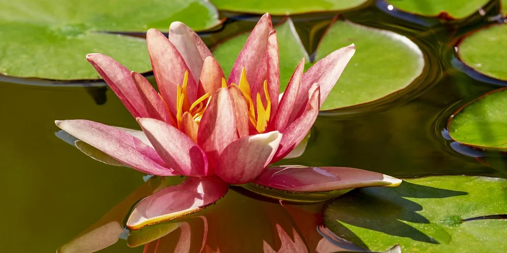 Close-up of a pink water lily blooming on a pond with large green lily pads