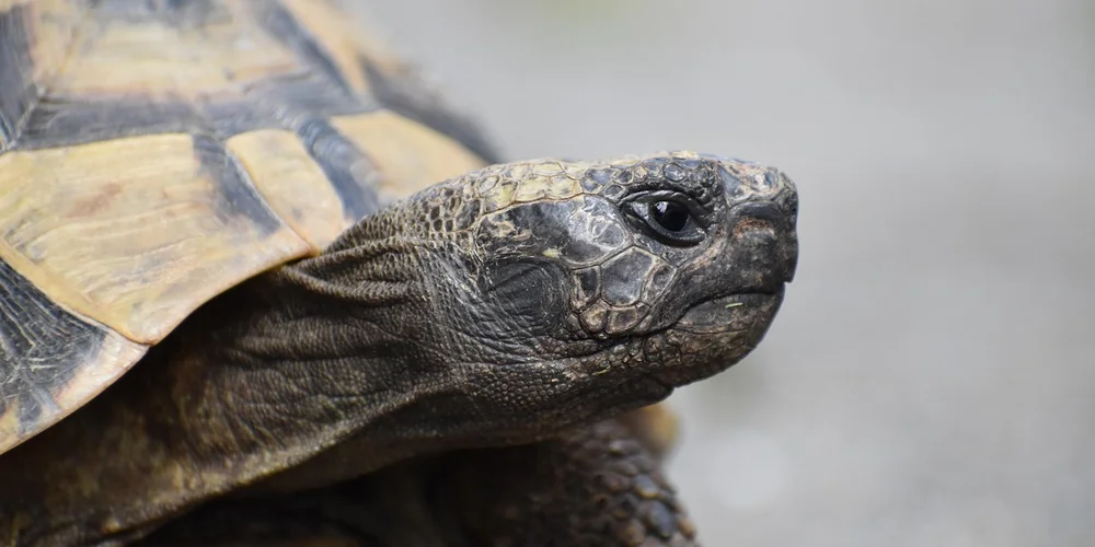 Close-up of a turtle’s head and shell in an aquarium.