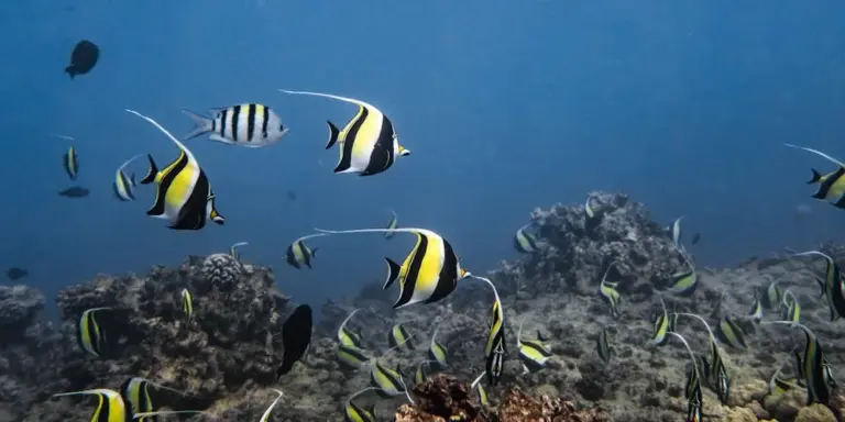 Group of yellow and black striped tropical fish swimming over a coral reef in clear blue ocean water