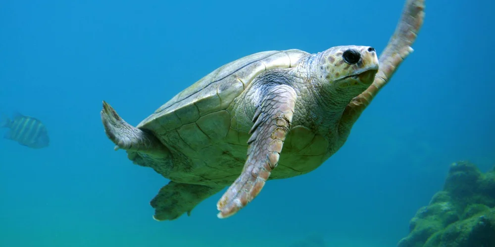 A large snapping turtle swimming underwater in clear blue water.