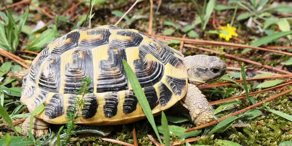 Adult wood turtle with yellow and black patterned shell on leaf litter