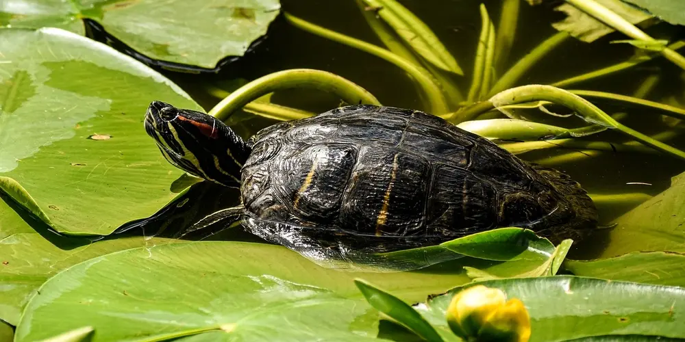 Wood turtle resting on green lily pads in a shallow pond, showing a dark carapace with yellow markings.