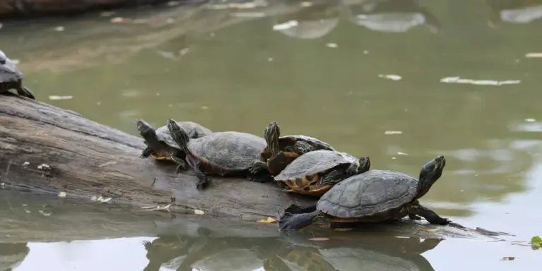 Three wood turtles perched on a log in a shallow pond